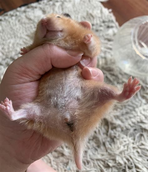 hamster tail wet|male hamsters bottom swollen.